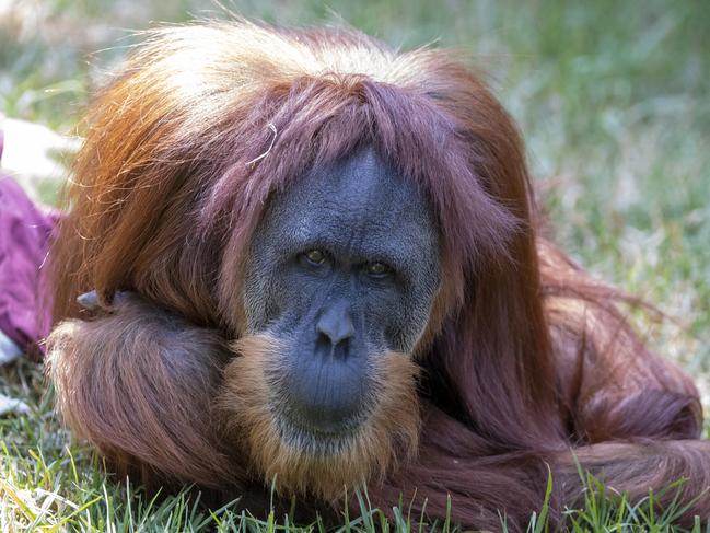 Best in SA health care swing into action for operation on 46 year-old Sumatran Orangutan Puspa.  Picture: Adrian Mann/ZoosSA