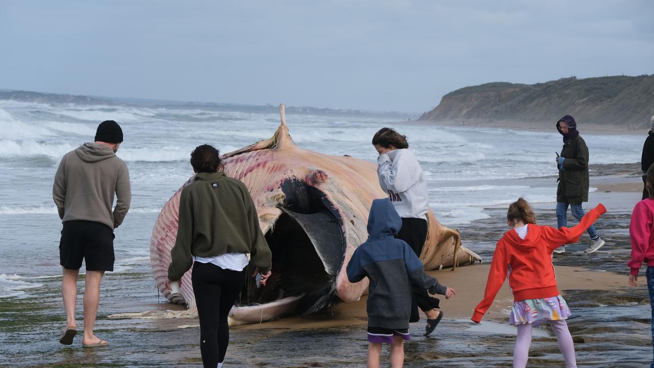 Families visiting the whale carcass washed up on Thirteenth Beach near Barwon Heads. Picture: Mark Wilson