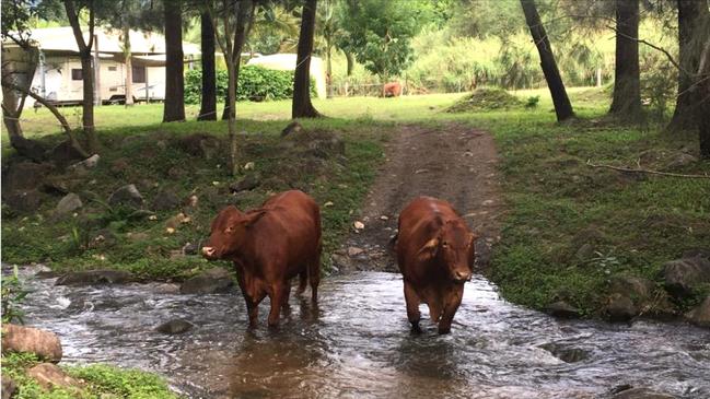 Cattle in the stream at the Arnold property at Netherdale.