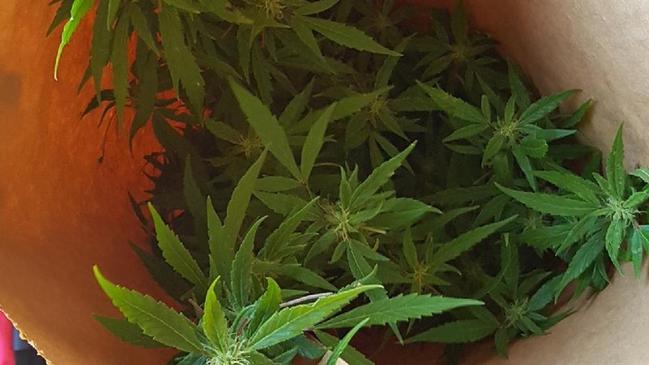 Cannabis plants were allegedly seized during a raid on a home on Government Road, Shoal Bay. Picture: Supplied.