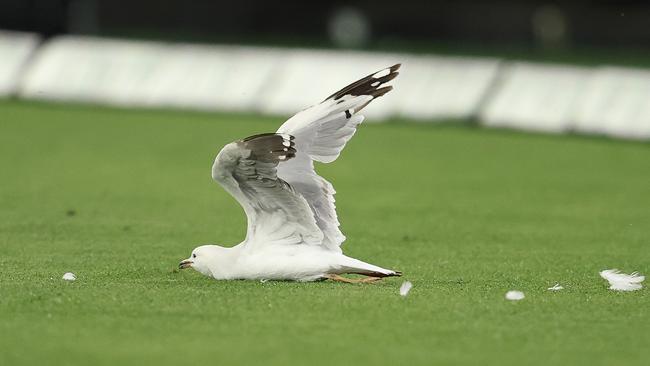 The seagull moments after it was hit by Vince’s shot. (Photo by Robert Cianflone/Getty Images)