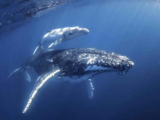 This mum and calf were homeward bound but paused to pose for whale watchers with Sunreef Mooloolaba Photo:  Migration Media  Underwater Imaging