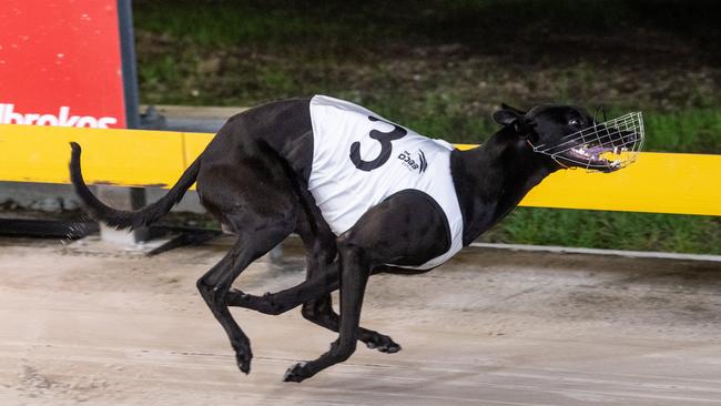 Zipping Maserati breaks clear to win the Clarence Valley Sheds Maiden at Grafton Greyhounds.