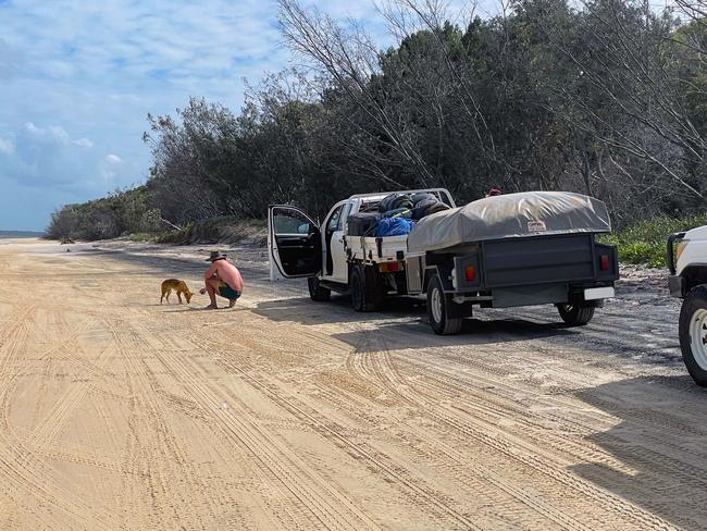 Man feeding dingo on K'gari, after parking vehicle and trailer.close to Hook Point where the ferry comes in to take people off and drop them onto K'gari.