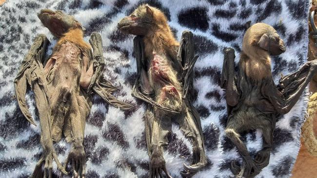 Dead flying foxes collected by wildlife rescuers.