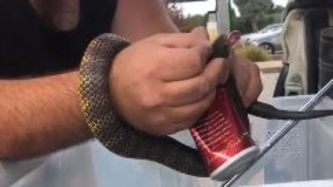 Venomous snake found with head stuck in Australia beer can