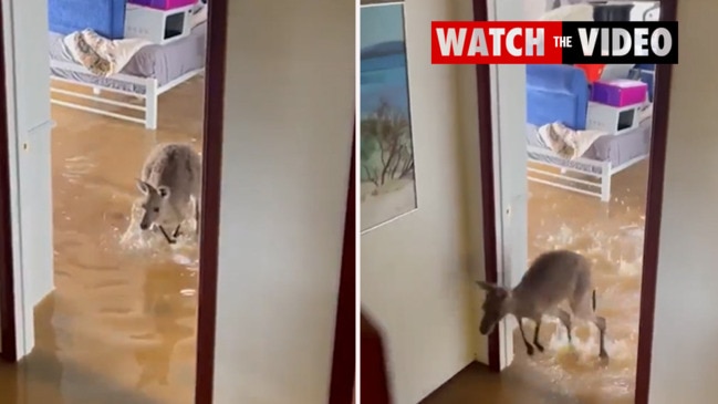 Kangaroo found in house as floods wreak havoc in NSW