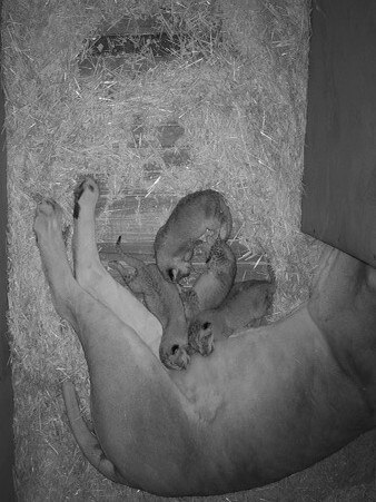 The cubs are suckled by their mum, Husani. Picture: Monarto Zoo