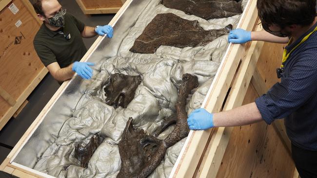 Unpacking the triceratops bones at Melbourne Museum. Picture: Jon Augier