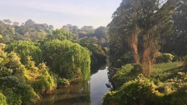 Wolli Creek where it changes to Bardwell Creek. Picture: Jeff Darmanin