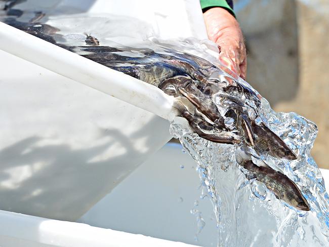 Cr Mark Molachino helped release Barramundi into the Ross River Dam in 2017.