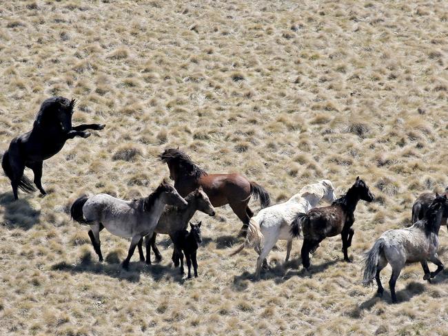 Sunday Telegraph ONLY; Snowy Mountains National Park Brumbies , wild horses. Pic Stephen Cooper
