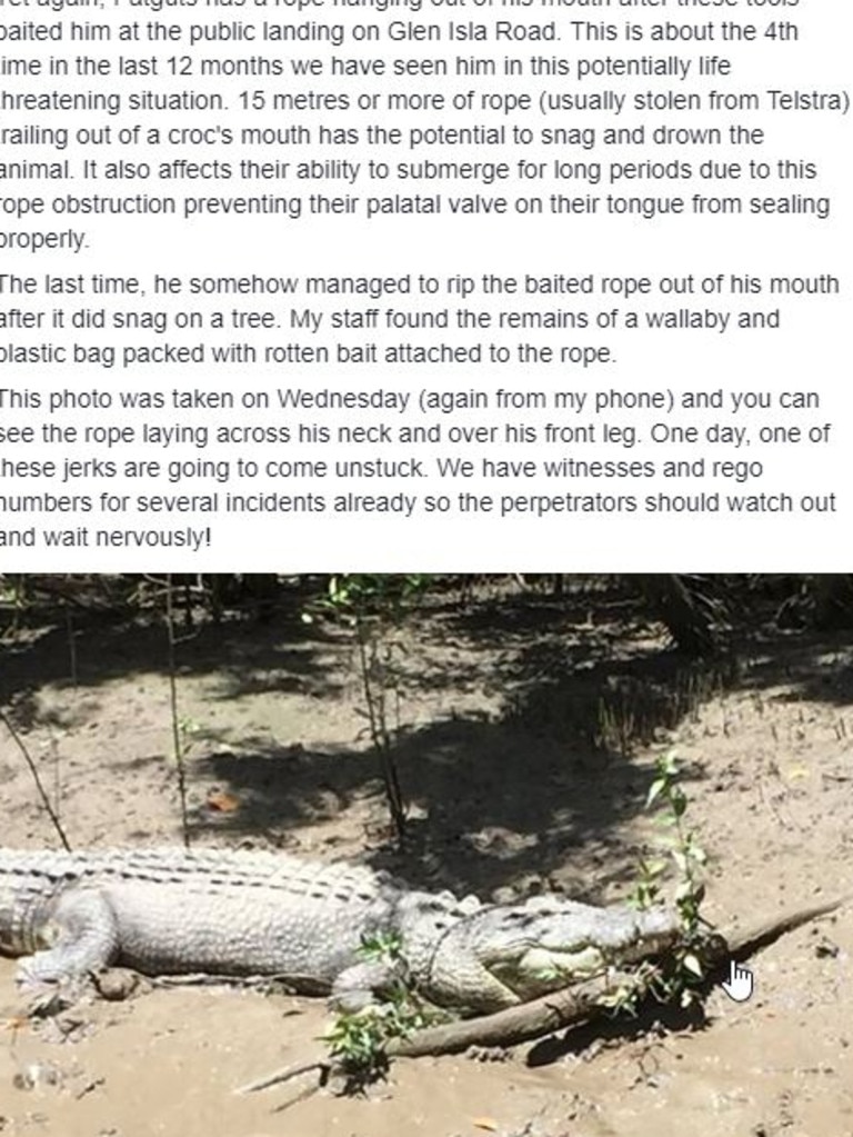 Whitsundays Fat Guts Crocodile removed over illegal feeding | Video ...