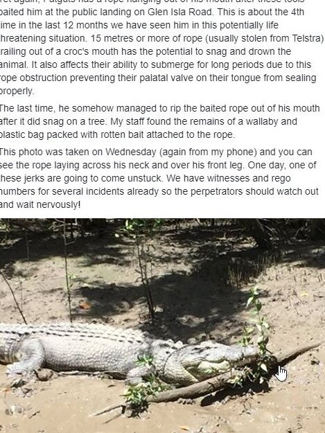 A screenshot of a Facebook post showing Fat Guts with rope around him. Fat Guts has now been removed from the wild after he became accustomed to people illegally feeding him. Photo: Whitsunday Crocodile Safari/Facebook