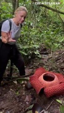 Locating the world’s biggest and rarest flower