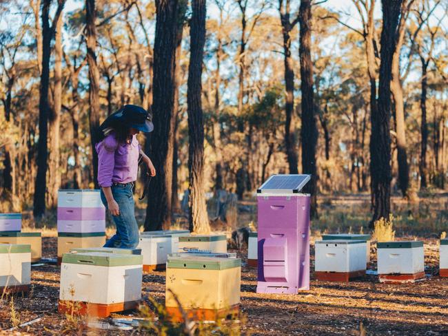 Bega’s expansion into the honey aisle coincides with the launch of the Purple Hive Project to support the honey bees (Apis mellifera) – who are under significant threat of the Varroa Destructor (Varroa mite) arriving in Australia.