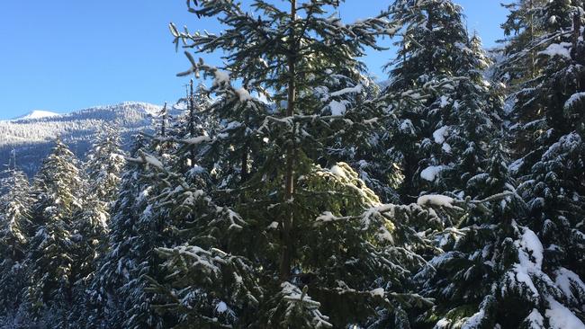 Snow, pines and blue skies = heaven.