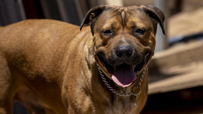 One of the dogs – Simba –stands amid rubble on the owners property. Picture Brett Hartwig