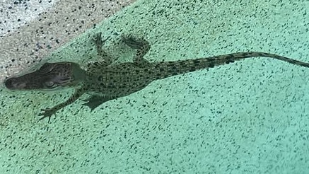 Professor Webb estimated the croc was only a few months old. Picture: Facebook