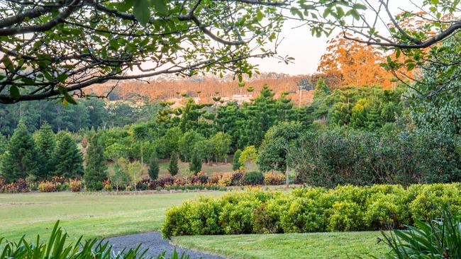 Emaho Trees. Picture: Kim Woods Rabbidge