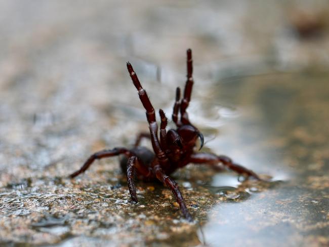 Spider and snake surge after heavy rain