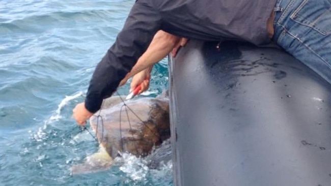 A green sea turtle was rescued from a shark net off South Curl Curl.