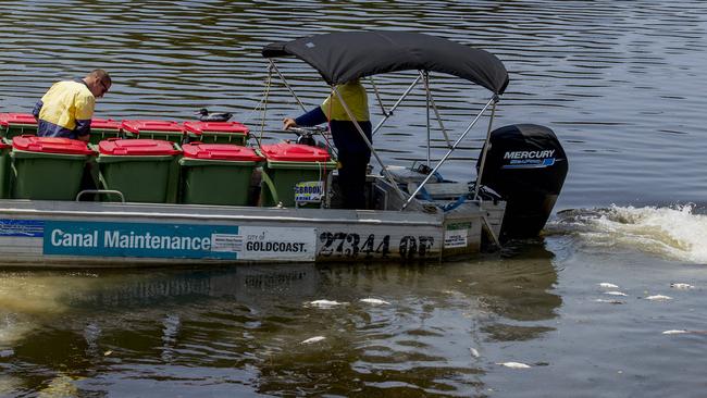 Gold Coast City Council workers used wheelie bins to collect dead fish from the waterway on Wednesday. Picture: Jerad Williams