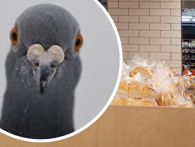 Hygiene concerns have been raised over birds inside Coles Rundle Place. Photo: iStock/Supplied