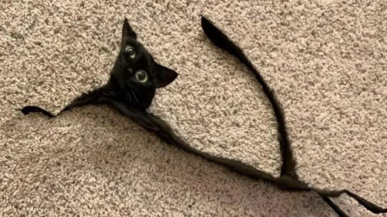 A cat found its bottom half hauntingly chopped off, but thankfully only in the botched photo. Picture: Reddit.