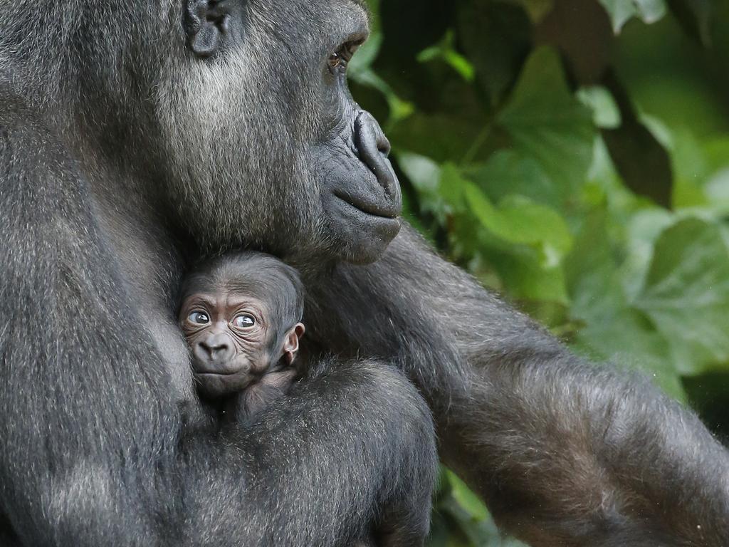 Kimya holds her baby close to her daughter’s first outing in the enclosure. Picture: David Caird.