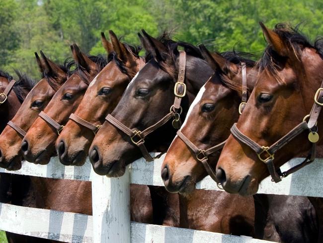 Five horses were allegedly found severely underweight at a Lovely Banks property.