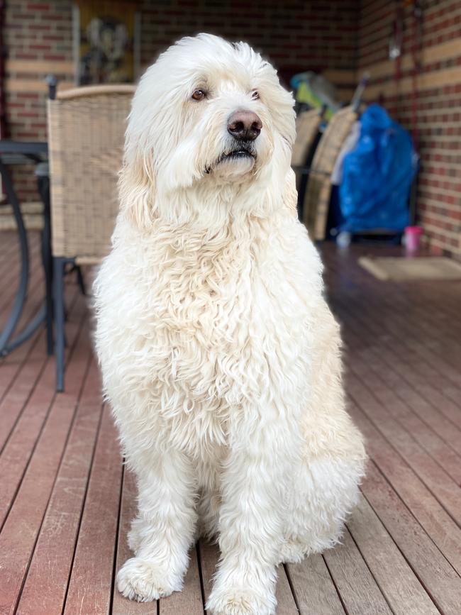 Humphrey is an extremely intelligent dog, with a mind of his own! Picture: Jonathan Ghattas.