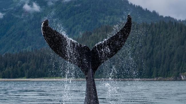 A humpback whale shows its fluke in the chilly waters of Glacier Bay.