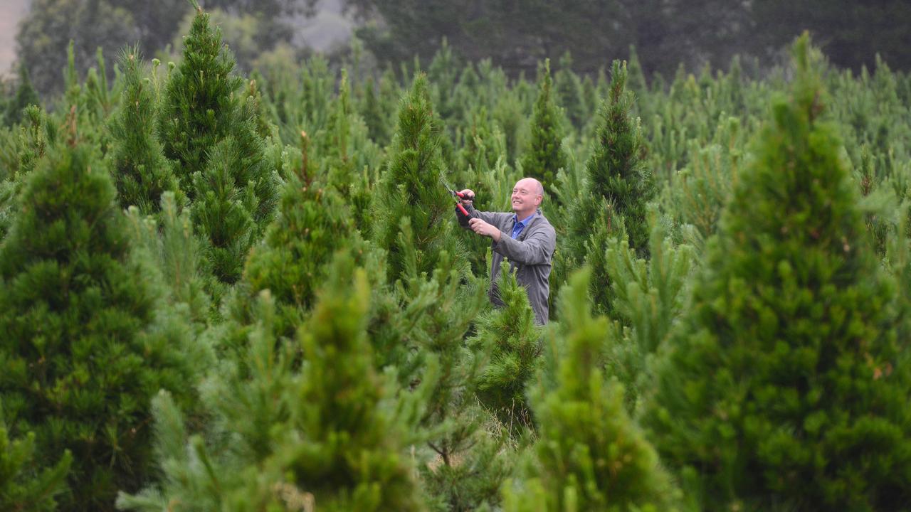 Christmas trees take about 15 years to grow to 2.4m tall. Picture: AP