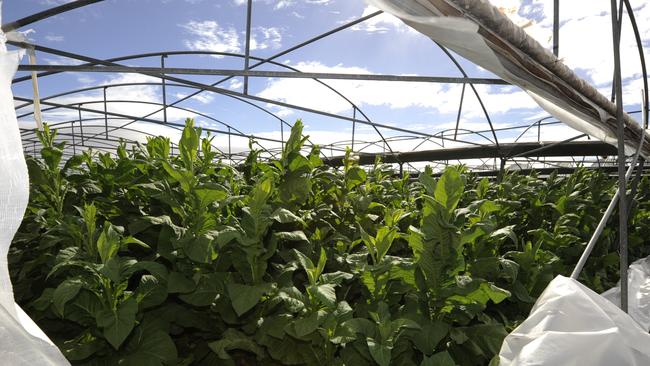 drug raids at moorabool on illegal tobacco crops