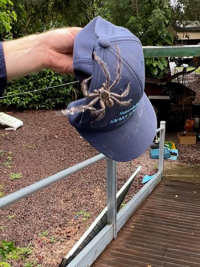 This massive huntsman surprised snake catchers. Picture: Sunshine Coast Snake Catchers / Facebook