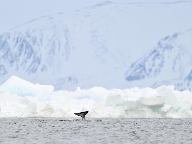 You could catch a glimpse of a narwhal while exploring the Arctic.