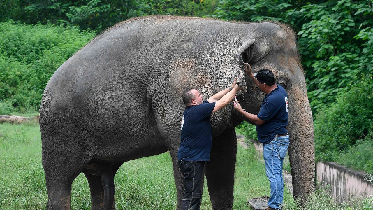 Veterinarians of Four Paws International examine and take blood samples from Kaavan. Picture: Aamir Qureshi/AFP