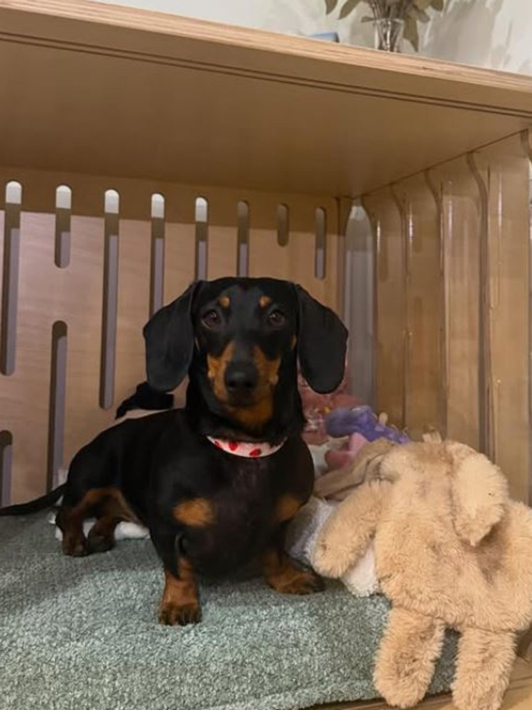 Valerie in her new crate at home. Picture: Instagram