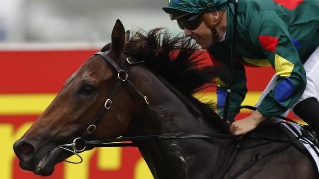 Alligator Blood is one of Australia’s most popular racehorses. Picture: Getty Images