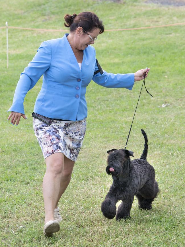 Cole the Kerry Blue Terrier wins Best Baby of Show with owner Pauline Oliphant at the Toowoomba Royal Show. Saturday, March 26, 2022. Picture: Nev Madsen.