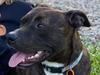 ‘Writhing in pain’: Angry dog owners demand baiting ban