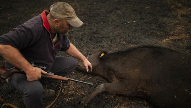 Steve Shipton inspects the burns on a calf he has just put down. Picture: Sean Davey