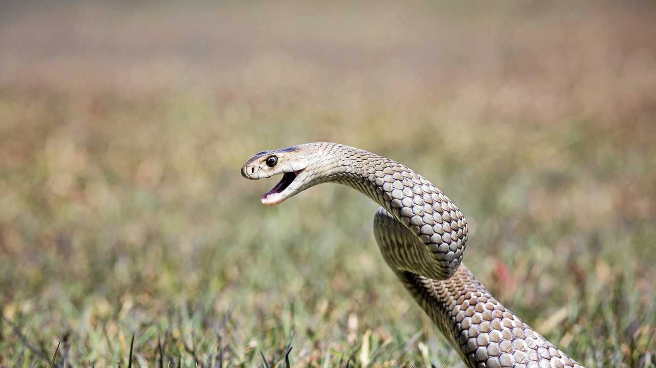 Two Boys In Mackay Hospital After Reported Snakebites 