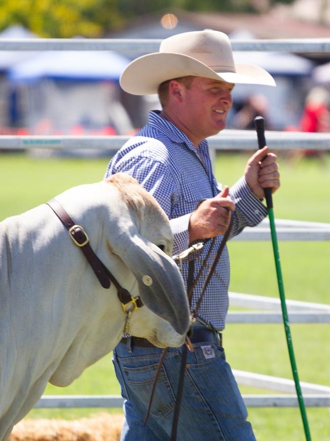 Cattle being exhibited at the 2023 Murgon Show.