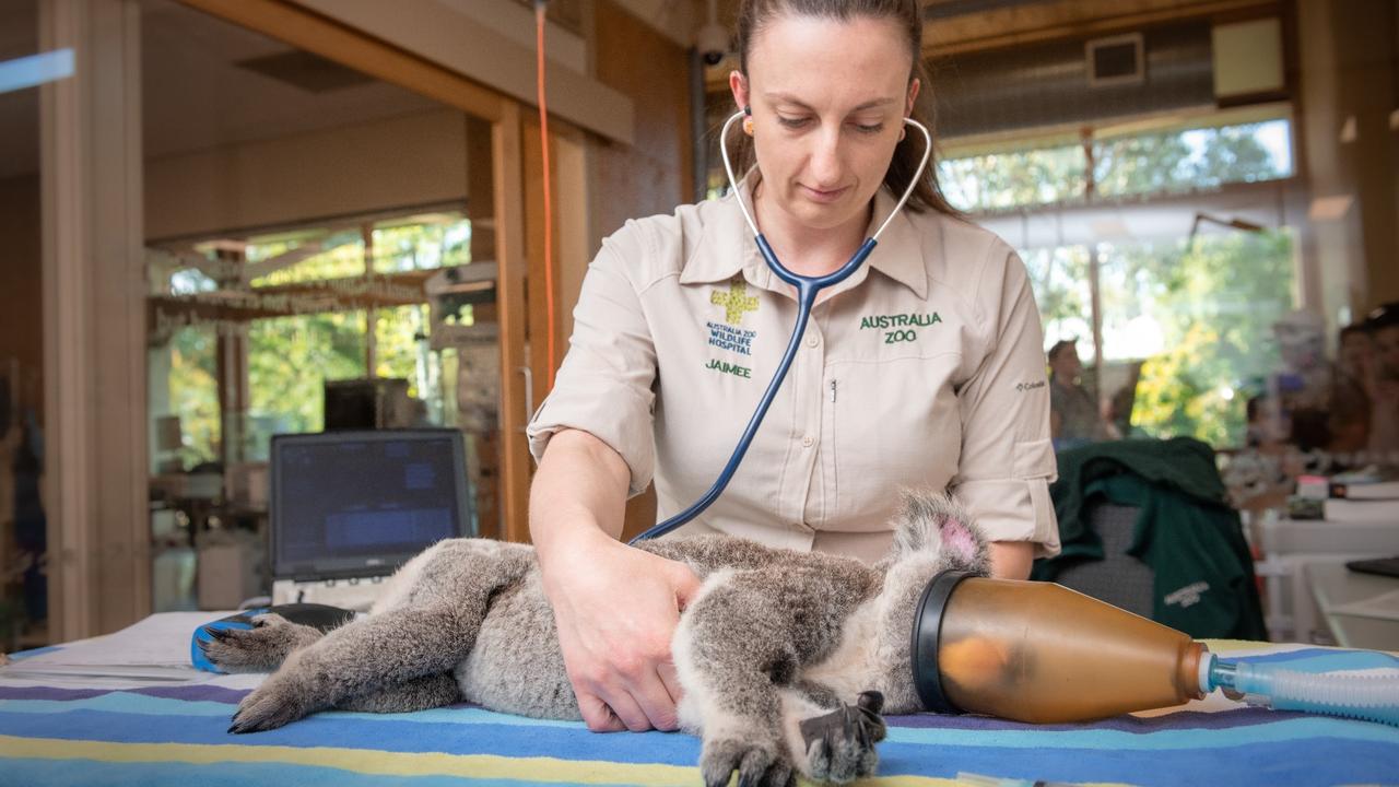 Australia Zoo wildlife trauma season | The Courier Mail