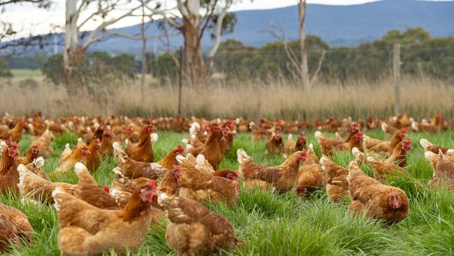 Eight poultry farms in Victoria have been hit with outbreaks, forcing McDonald’s stores across South Australia to impose a time-limit on their all-day breakfast menu. Picture: File/ZOE PHILLIPS