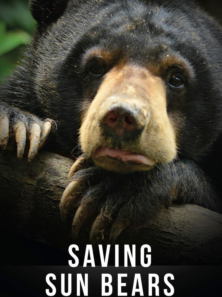 The story of the movement to save the smallest bear species in the world.