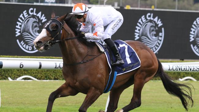 Cadre Du Noir can bring up the hat-trick in the Colin Stephen Quality at Rosehill on Saturday. Picture: Grant Guy