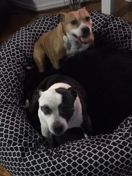 BELLA  BUSTER: Now this is what you call a double bed. Bella and Buster can’t wait to snooze in style.